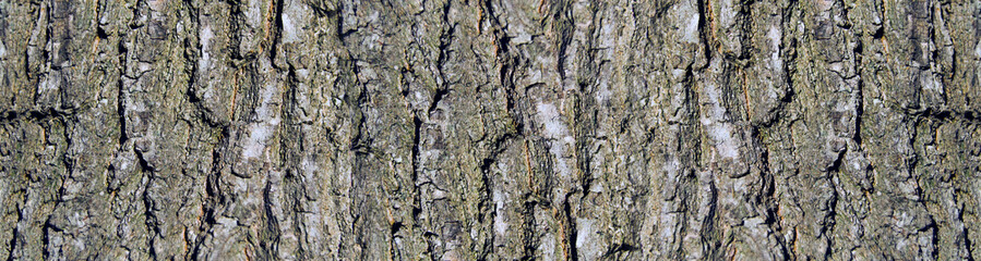 the bark of an old oak tree with deep cracks. tree bark texture. Banner for insertion into site.