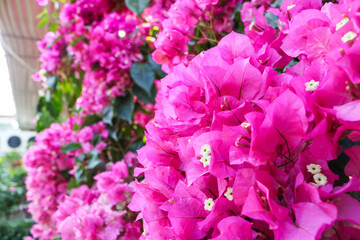 Pink flowers blooming in the botanical garden.
