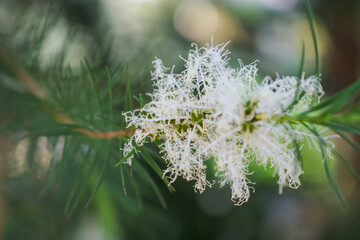 A tea tree flower found in a botanical garden. close-up
