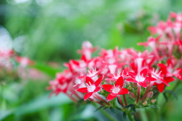 Red flowers blooming in the garden.
