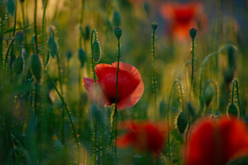 Beautiful Red Poppies Blooming in Meadow Under Sunset. Poppies in Soft Light. Floral Photo in Creative Toned Low Key.