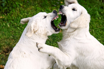 White Golden Retriever young dogs playing biting outside. Puppies fighting with teeth.
