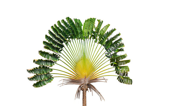 Traveler's palm tree (Ravenala madagascariensis) on isolated white background
