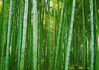 Foto auf Glas Bambuswald, grüner frischer Sommernaturhintergrund © artmim