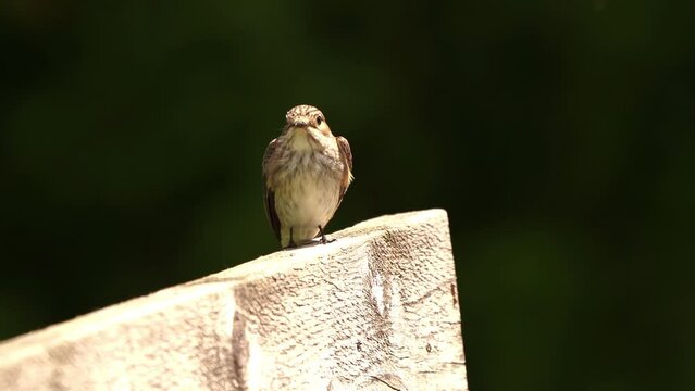 A Spotted Flycatcher (Muscicapa striata) sitting on a fench and looking for insects