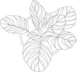 Top view of a ficus plant. Vector house plant illustration.