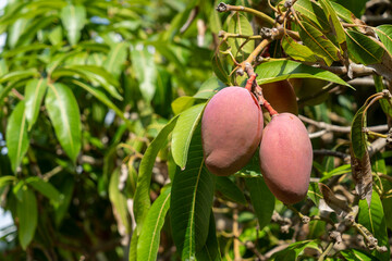 Red mango on a tree in the orchard