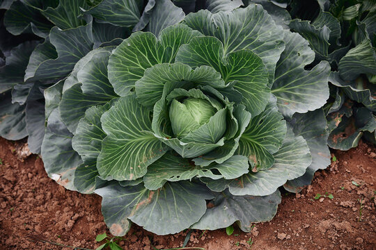 Cabbages in the field
