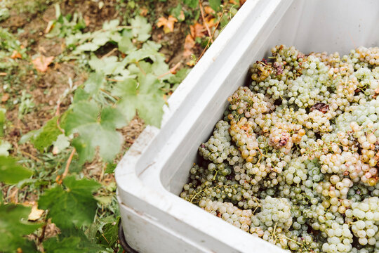Freshly harvested white grapes in a pallet box