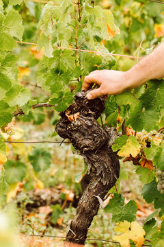 A vine being inspected