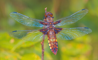 Close up of a female Broad Bodied Chaser dragonfly. Scientific name Libellula depressa in full sun, resting on a perch