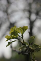 branch of a tree
