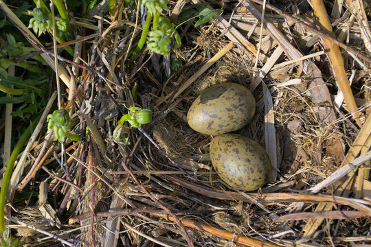 Large gull eggs in the nest, mating season