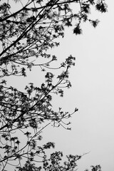 branches with leaves in black and white 