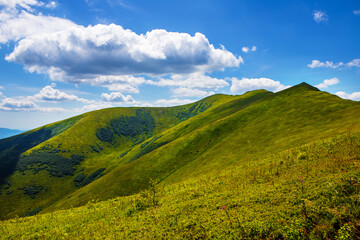 Fototapeta na wymiar Ukrainian Carpathians in summer. Borzhava ridge.