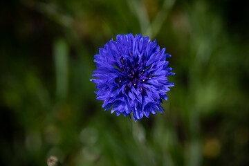 Kornblume