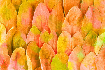 Pattern of colorful leaves arranged in rows