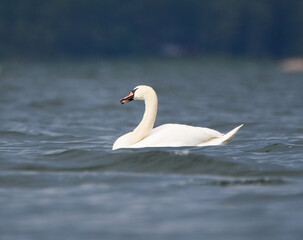 The Mute Swan (Cygnus olor) in the Archipelago in summer