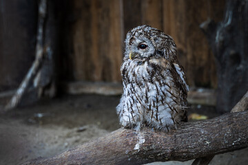 Portrait of an owl in profile sitting on a branch