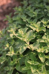 green leaves background