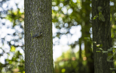 Fototapeta premium The photo shows a bird sitting on a tree in the forest. The bird is a sparrow. All around there are branches and leaves that are green-yellow in color. It is a sunny day.