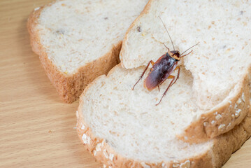Close up of cockroach on a Whole wheat bread
