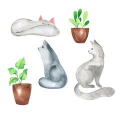 Grey cats and green houseplants set. Hand drawn watercolor illustration. - 519570164