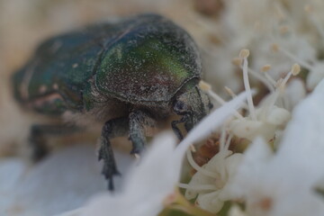 Full-color horizontal photo. The bronze beetle feeds on nectar on the inflorescence of viburnum. The beetle's color is mirror metallic green. The beetle got very dirty with pollen of the flower.