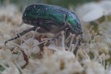 Full-color horizontal photo. The bronze beetle feeds on nectar on the inflorescence of viburnum. The beetle's color is mirror metallic green. The beetle got very dirty with pollen of the flower.