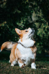 Corgi pembroke portrait. Dog posing outside
