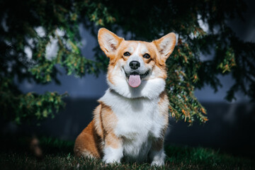 Naklejka na ściany i meble Corgi pembroke portrait. Dog posing outside 
