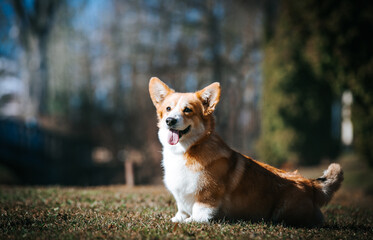 Corgi pembroke portrait. Dog posing outside