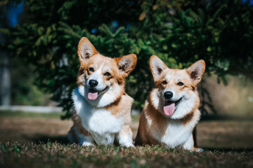 Corgi pembroke portrait. Dog posing outside