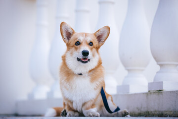 Corgi pembroke portrait. Dog posing outside	
