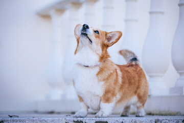 Corgi pembroke portrait. Dog posing outside