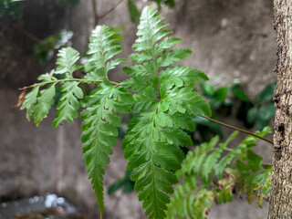 wild plants attached to the tree