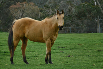 Fototapeta premium Beige color horse in green fields