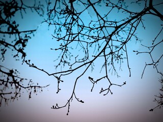 Black silhouettes of tree branches with swollen buds against a colorful sunset sky. Eternal evening landscape. Nature wakes up, beautiful multi-color twilight sky in shades of blue, lilac, pink colors