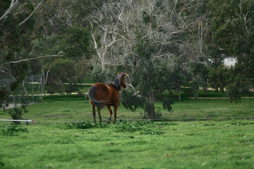 Brown color horse gallops in green fields