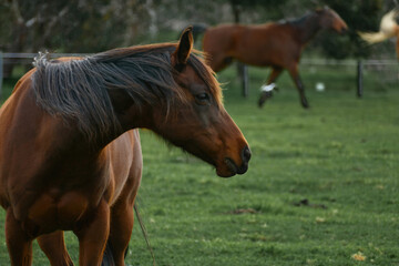 Fototapeta na wymiar Brown color horse standing in green fields