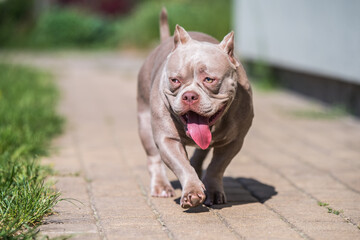 Lilac color American Bully dog guards the house outside