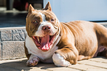 Red color American Bully dog is lying on the doorstep