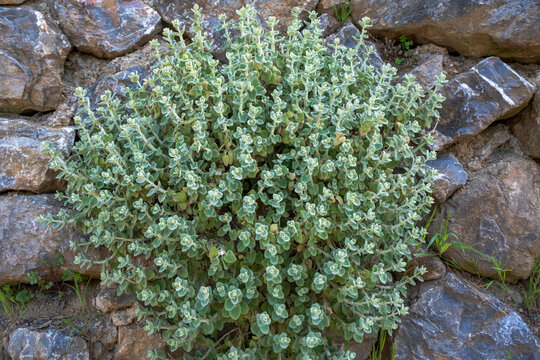 Pseudodictamnus mediterraneus, the false dittany, is a species of flowering plant in the mint family. Selective Focus Plant