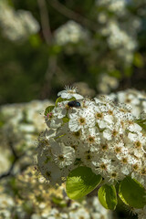Flowering branch of pear. blooming spring garden. Spring floral background, fly on the white flowers of pear.