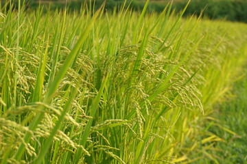 収穫まじかな稲穂