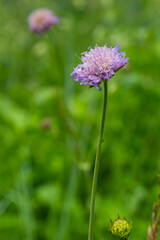 Beautiful single flower of the field scabious Knautia arvensis, close-up view on the green blurred background