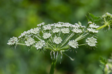 Flowering black cumin, Bunium bulbocastanum in the natural environment on a green background