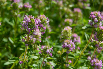 Fresh, blooming pink thyme in green grass. Wild Thymus serpyllum plants in field. Breckland wild thyme purple flowers in summer meadow