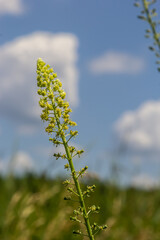 Selective focus of wild grass flower in meadow in spring, Reseda lutea or the yellow mignonette or wild mignonette is a species of fragrant herbaceous plant, Nature floral background