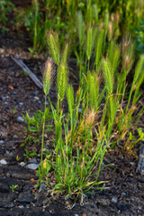 In the wild, as a weed grows barley Hordeum murinum